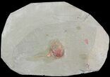 Xiphosurida Arthropod - Horseshoe Crab Ancestor #92494-1